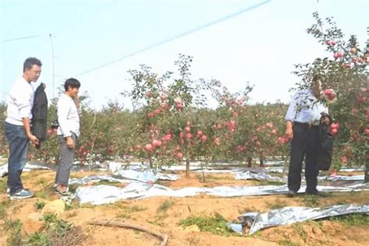 苹果树6月份施什么肥料