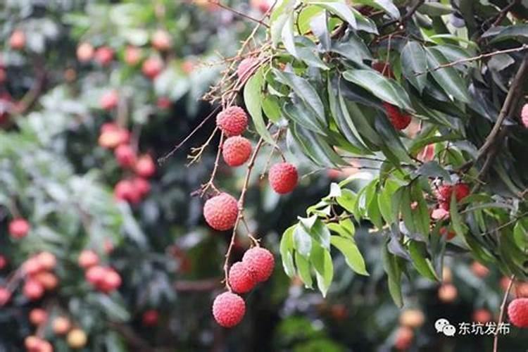 硅肥的主要作用有哪些？