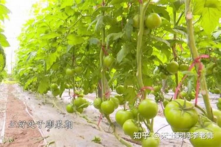 西红柿结果期水肥如何管理
