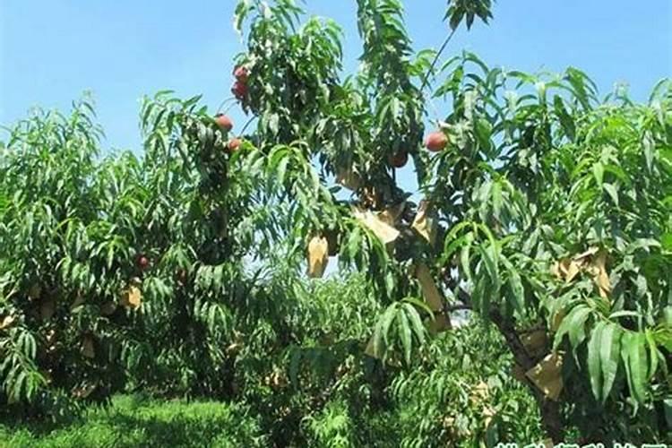 水溶肥什么品牌好？