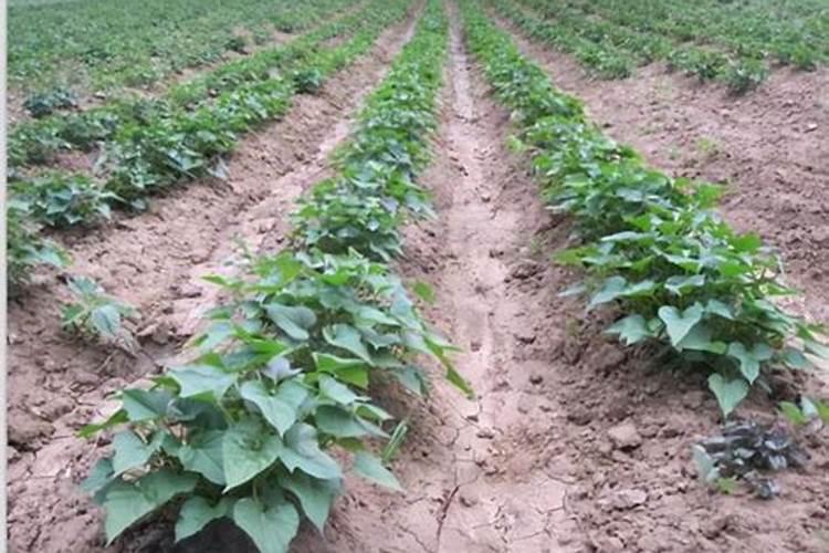 氨基酸水溶肥十大品牌