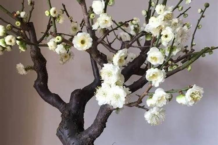 百倍邦13527海藻肥市场价多少