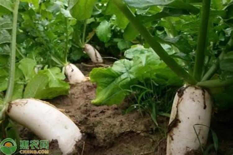 多肉黑腐王就是它!赶紧救, 否则全死光!