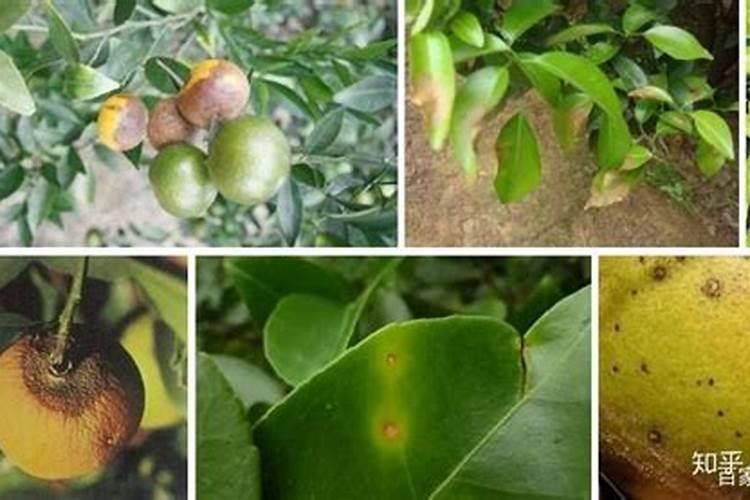 小麦安全越冬需要浇封冻水吗