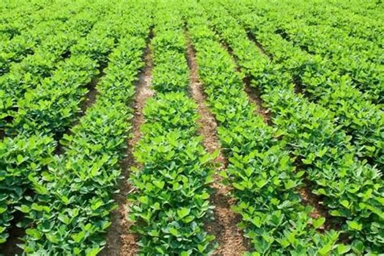 花生出苗后多久施肥