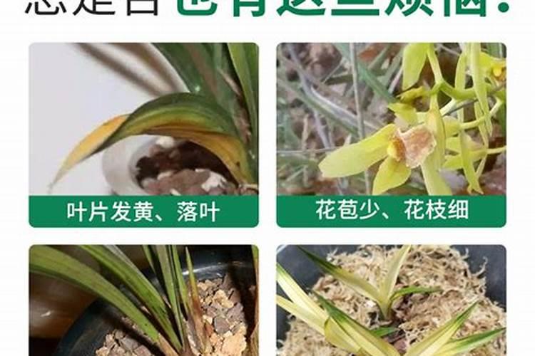 柑橘 施用硅肥 研究 影响