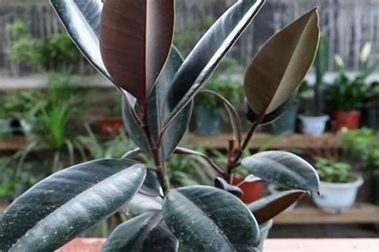 橡皮树施什么肥料比较好？