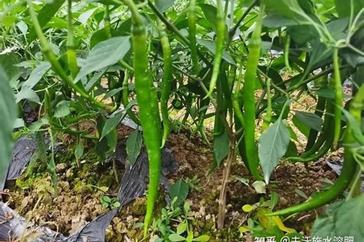 豆角叶子为什么黄了