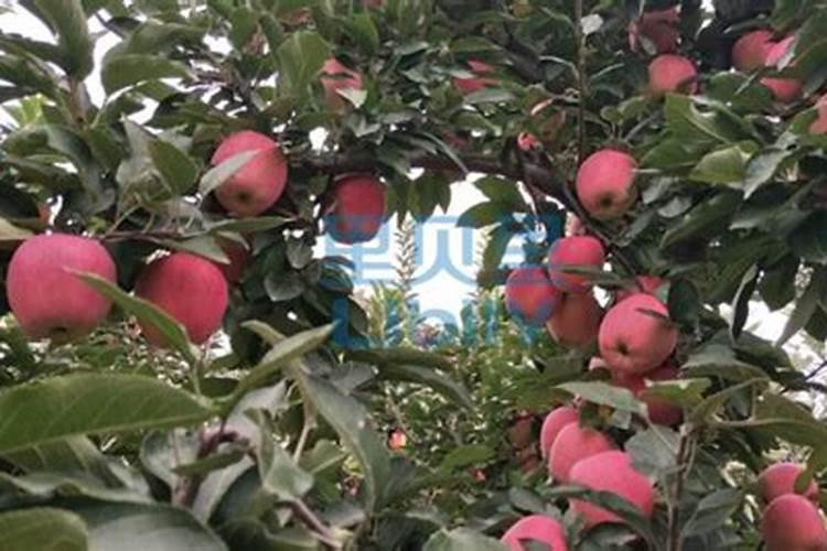 香蕉挂果的时候用什么肥料最好？