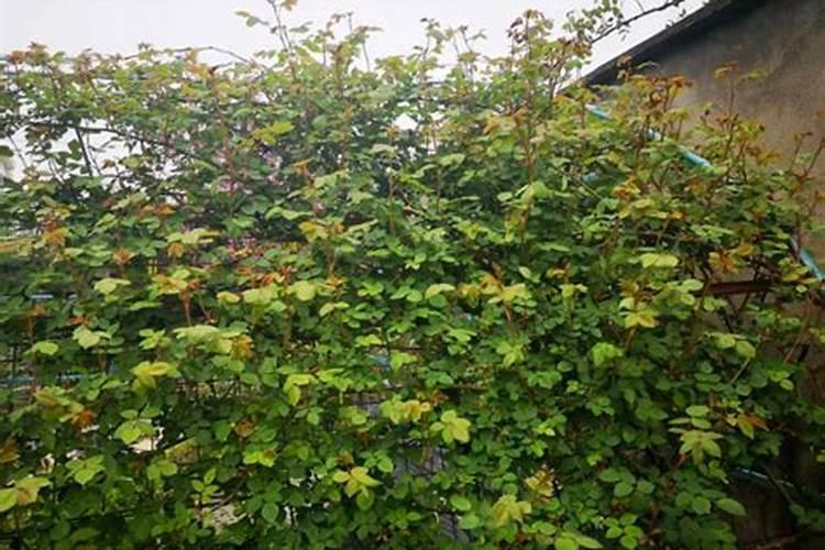 月季怎样喷施叶面肥？