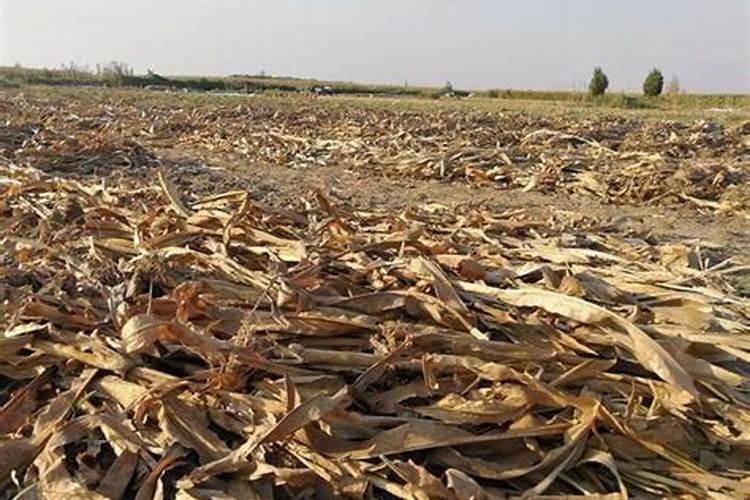 迈帕迪一克用多少水