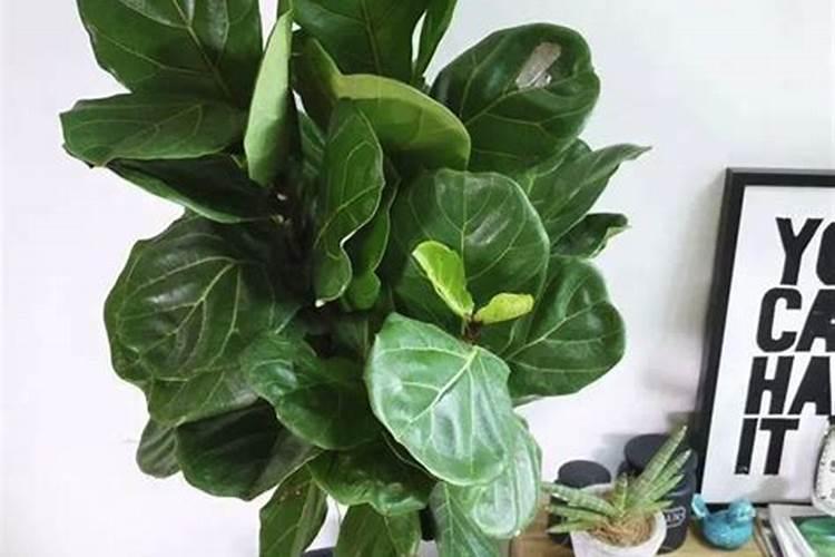 琴叶榕叶子冻伤怎么处理