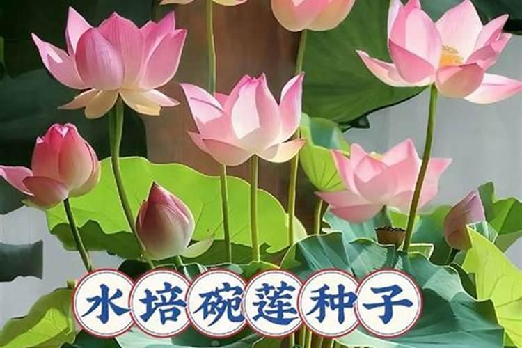 碗莲什么时候施肥