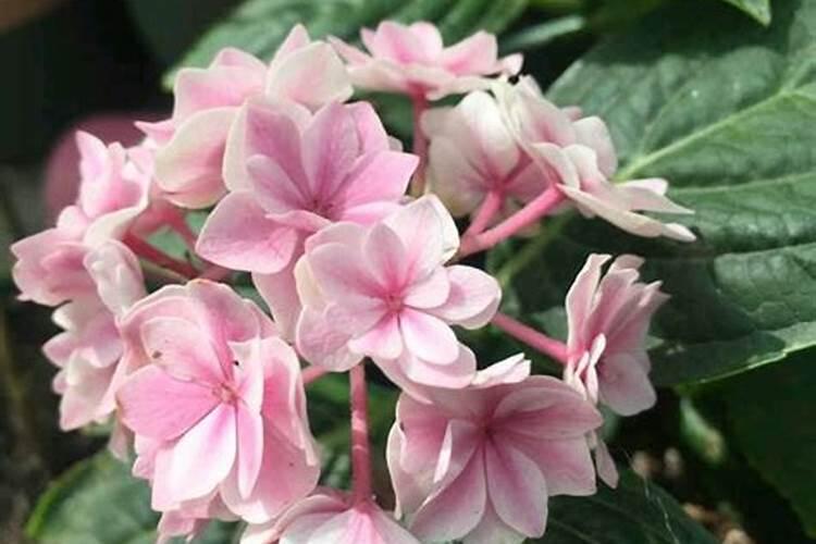 绣球花如何养护