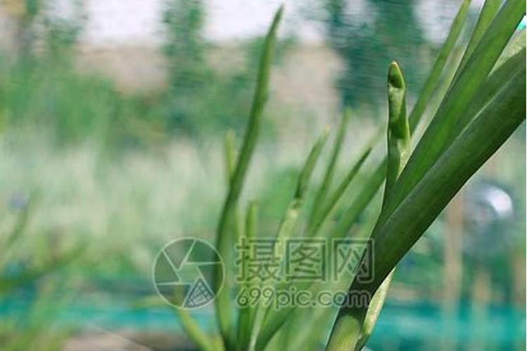 怎样从复合肥包装袋上鉴别复合肥的真假？ 前辈们教教我吧。