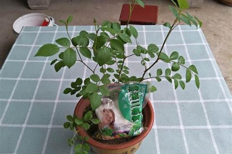 蔷薇花期多久施肥一次最好