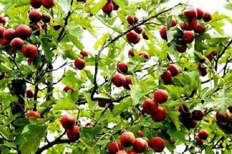 芸苔素那个厂家的质量好