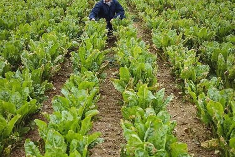 恩施立恒农业发展有限公司怎么样