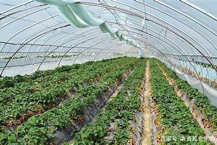 种菜复合肥怎么使用正确 多久施一次