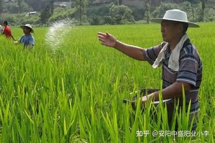 禾苗泛黄用什么肥料