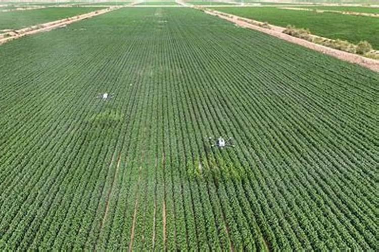 叶面肥的效果受什么影响？三七追施复合肥有效果吗？枸杞叶面肥批发