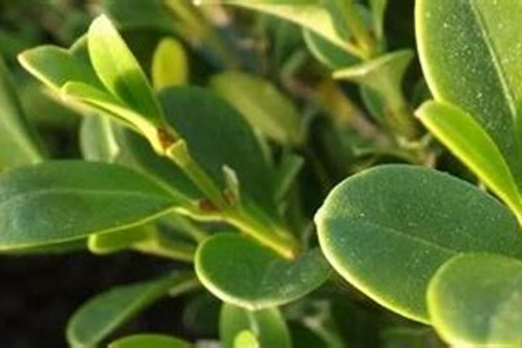 月季花怎么浇水和施肥？