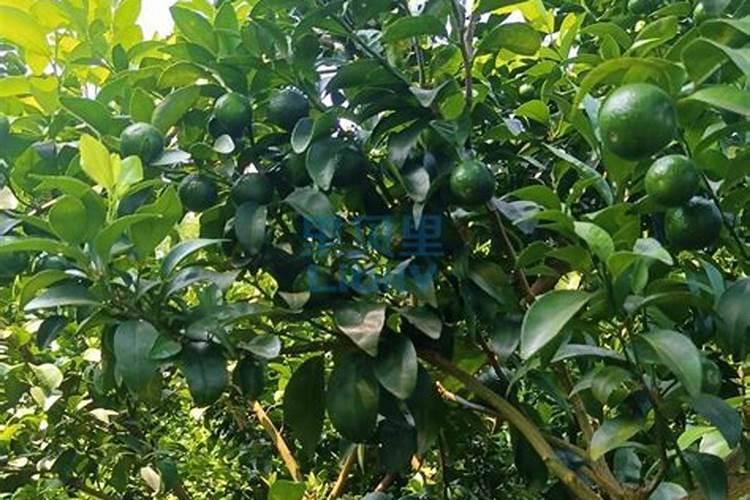 零添加超级好的肥有哪几种