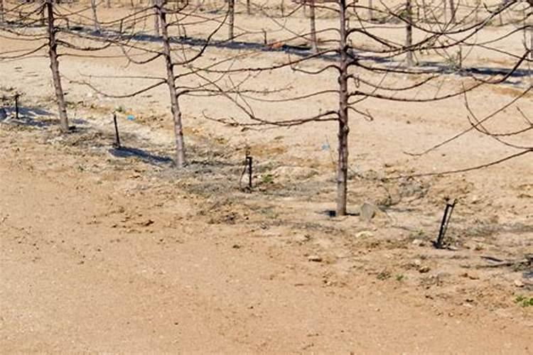 水溶肥≠冲施肥!千万别再搞混了!