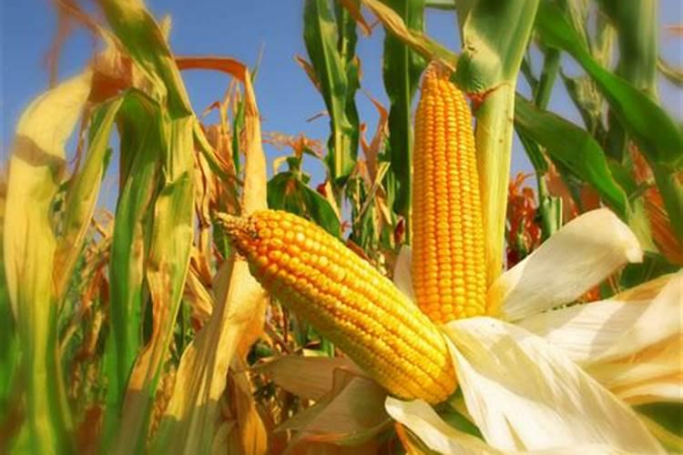 红枣树上一胺对枣树有影向吗？