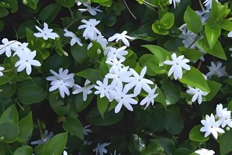 高钾肥水溶肥配方