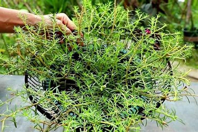 太阳花夏季如何施肥花开满枝头