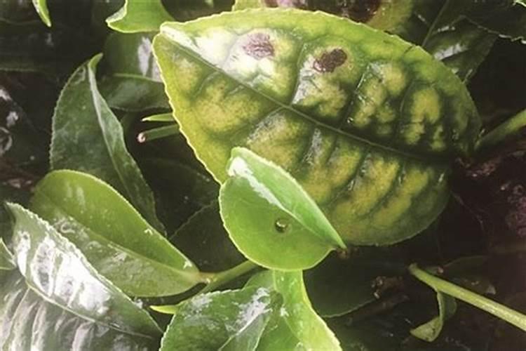 怎样才能是自己养的花更旺盛