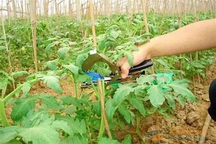 芸苔素停药期多久