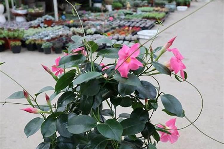 飘香藤叶子发黄脱落该怎么办