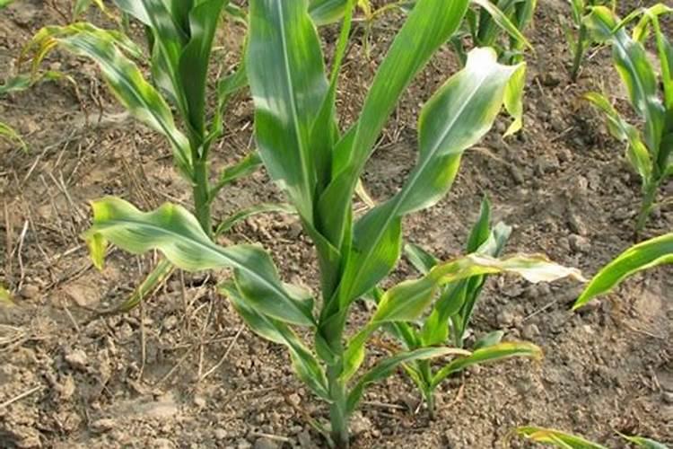 玉米缺钾要怎样防治？
