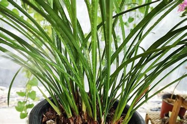 夏季兰花施肥的正确方法