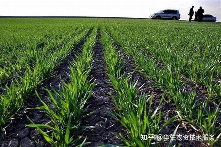 4月19号现在小麦地还能撒化肥吗？