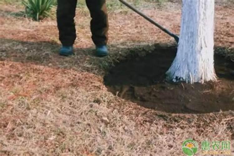 红豆杉怎么施肥