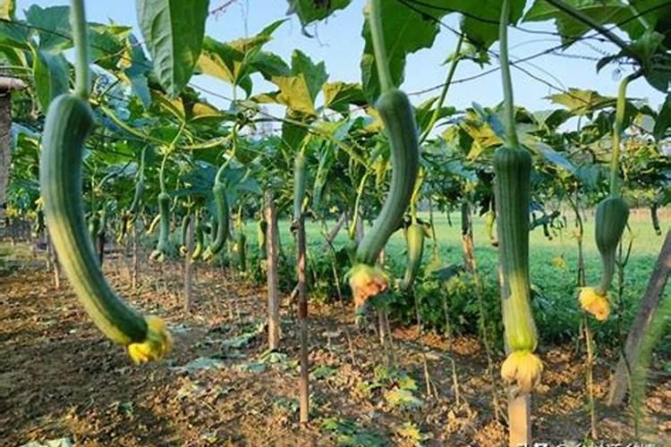 怎样素炒西葫芦瓜好吃 ,酸甜可口很下饭,女儿说天天吃这菜也不腻百度...