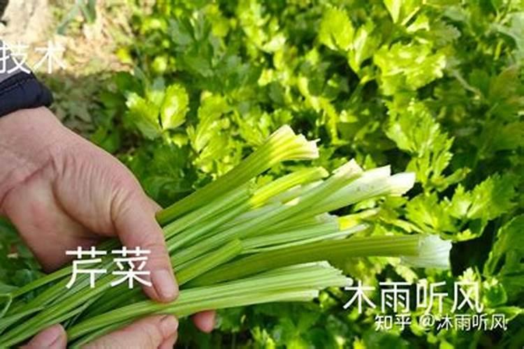 芹菜冬天怎样追肥最好