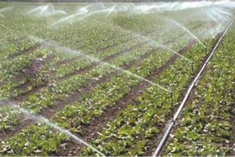 一亩地需要多少斤颗粒棚？