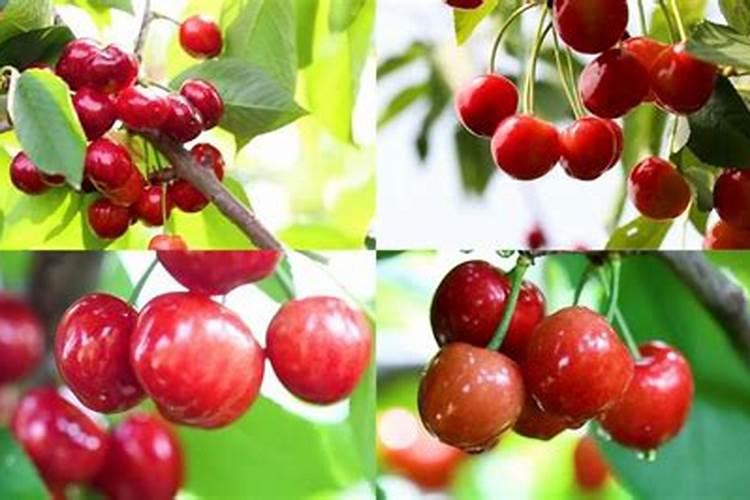 大撄桃月子肥用什么肥？樱桃需肥特点