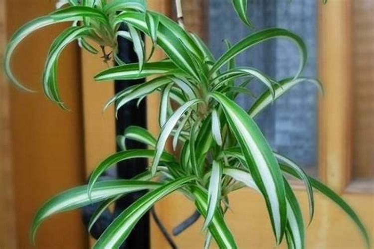 夏天金边吊兰怎么养才能更旺盛