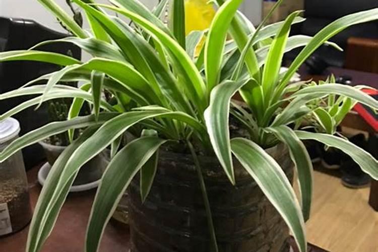 金边吊兰怎么养才能更旺盛