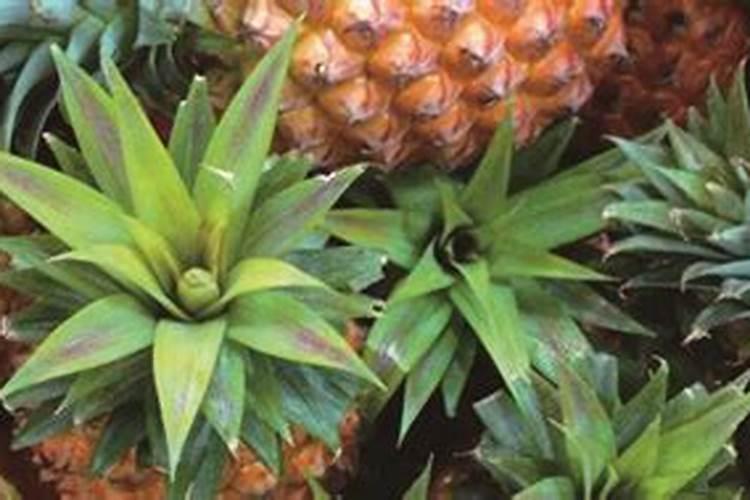 菠萝皮怎么发酵成花肥