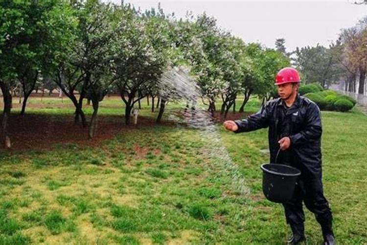 水稻返青期的六大问题？你遇到过吗？