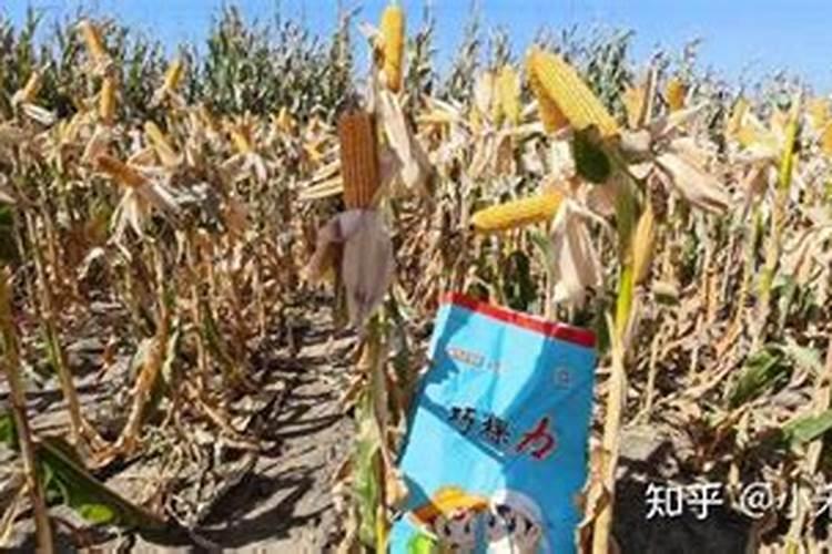 什么样的植物适合土壤？