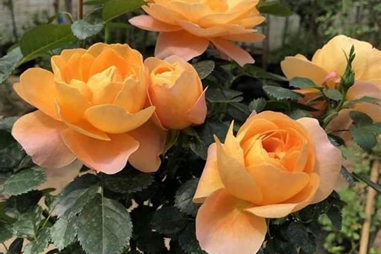 月季和杜鹃要用什么肥