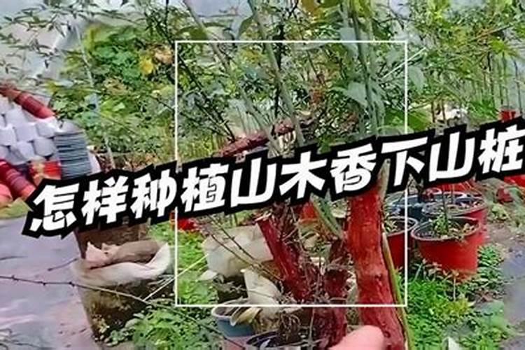 柠檬施什么肥最好