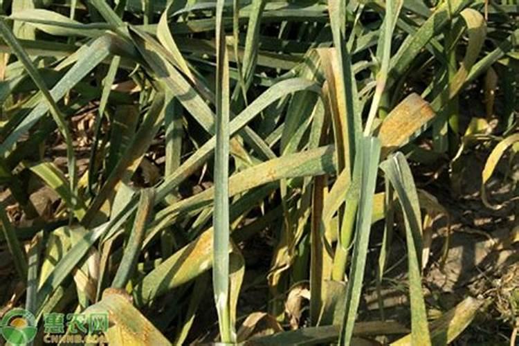 草莓需要叶面肥的时期及草莓叶面肥的施用要点